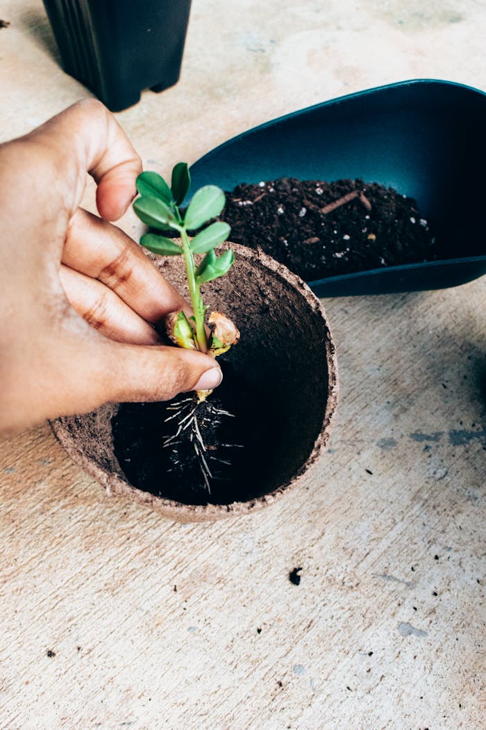 services-05 From above crop ethnic gardener planting green young sprout in small ceramic pot on terrace